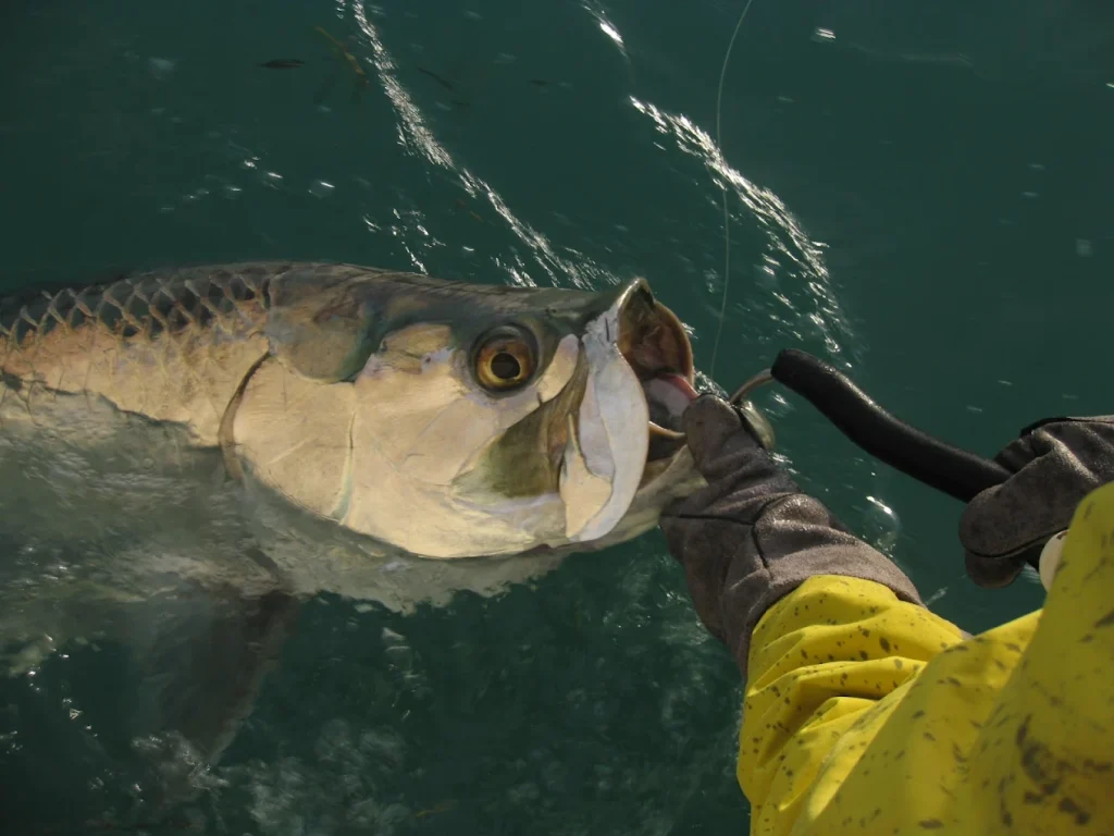 Sport Fishing Tarpon in Islamorada, Florida Keys