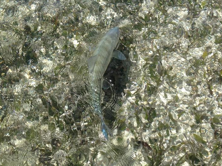 Sport Fishing for Bonefish in Islamorada, Florida Keys