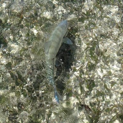 Islamorada-Fishing-Charters-Bonefish-Swimming
