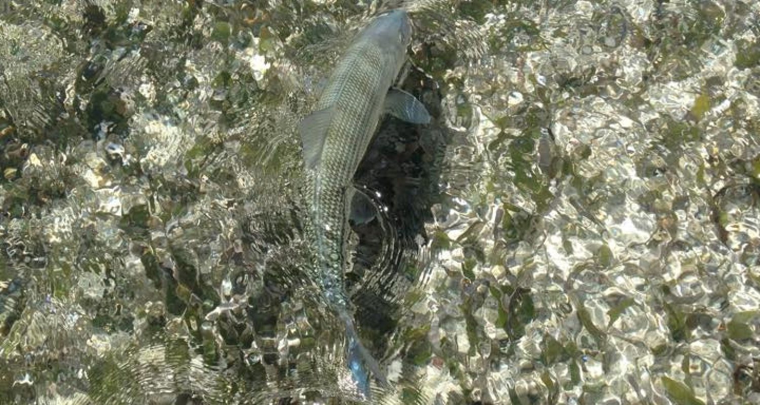 Islamorada-Fishing-Charters-Bonefish-Swimming